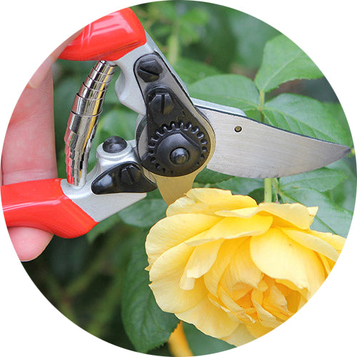 Darlac-Linkshaender-Gartenschere-Expert-DP1631-rosenschere-anwendung-rose-schneiden-lafueliki